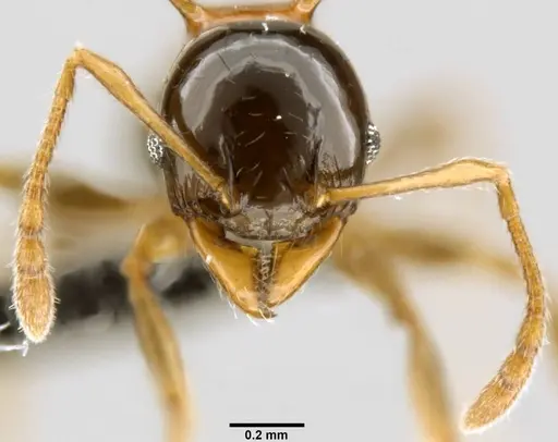 Pheidole tricolor specimen