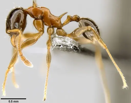 Pheidole tricolor specimen