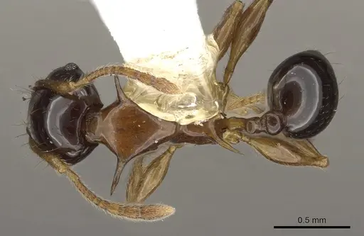 Pheidole tricolor - CASENT0901328