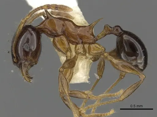 Pheidole tricolor - CASENT0901328