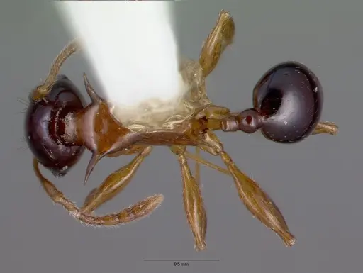 Pheidole tricolor - CASTYPE06991