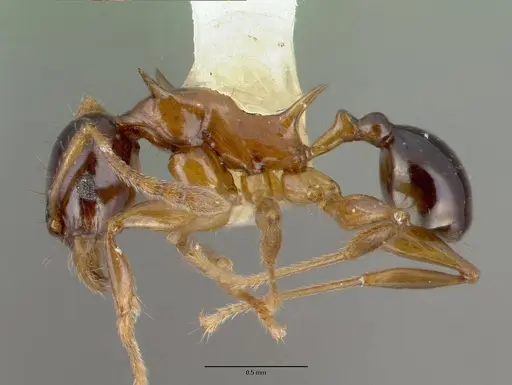 Pheidole tricolor - CASTYPE06991