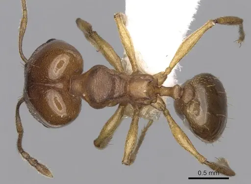Pheidole triconstricta specimen