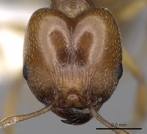Pheidole triconstricta specimen