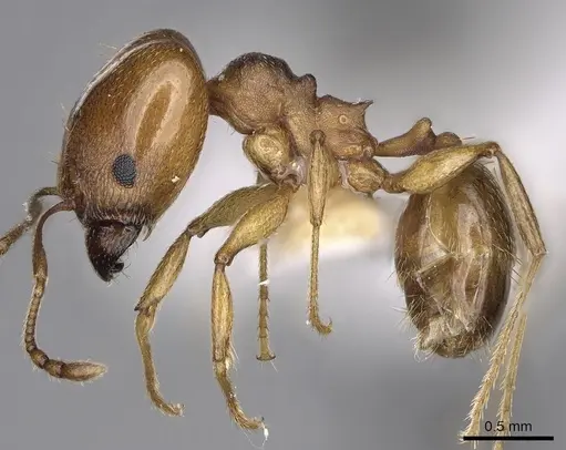Pheidole triconstricta specimen