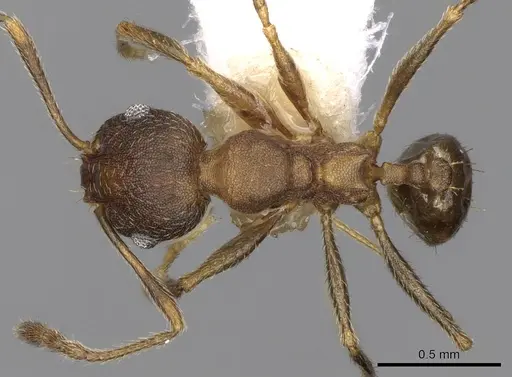 Pheidole triconstricta - CASENT0281738