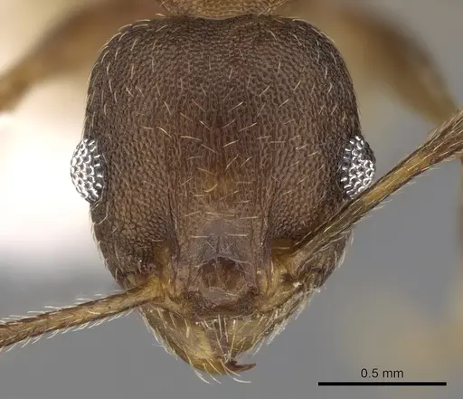 Pheidole triconstricta - CASENT0281738