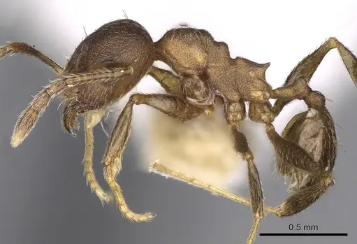 Pheidole triconstricta - CASENT0281738