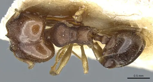 Pheidole triconstricta - CASENT0904323