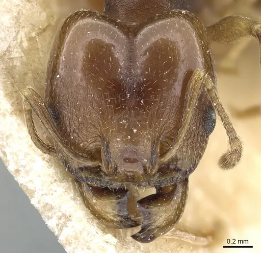 Pheidole triconstricta - CASENT0904323