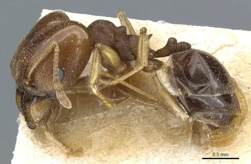 Pheidole triconstricta - CASENT0904323