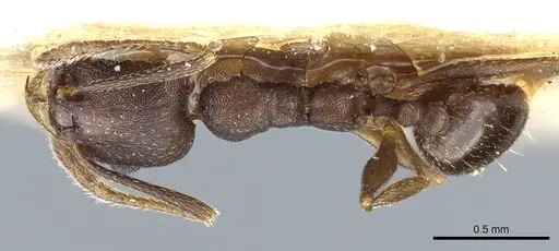 Pheidole triconstricta - CASENT0904324
