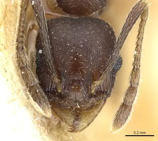 Pheidole triconstricta - CASENT0904324