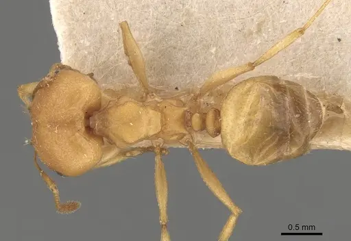 Pheidole triconstricta - CASENT0908108