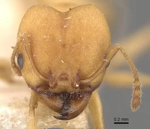 Pheidole triconstricta - CASENT0908108