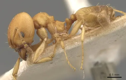 Pheidole triconstricta - CASENT0908108