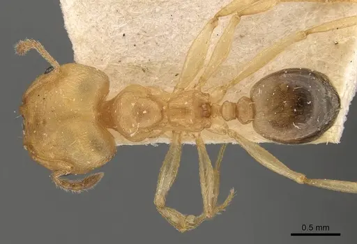 Pheidole triconstricta - CASENT0908109