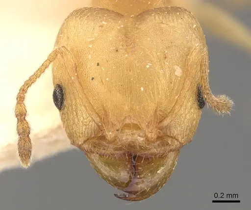 Pheidole triconstricta - CASENT0908109