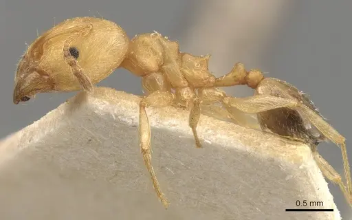 Pheidole triconstricta - CASENT0908109