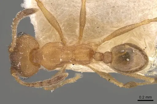 Pheidole triconstricta - CASENT0908110