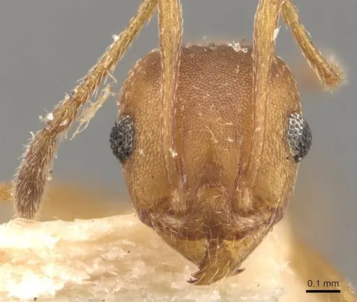 Pheidole triconstricta - CASENT0908110