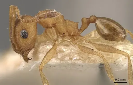 Pheidole triconstricta - CASENT0908110