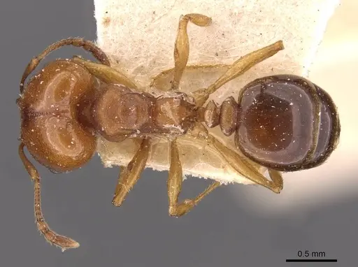 Pheidole triconstricta - CASENT0908124