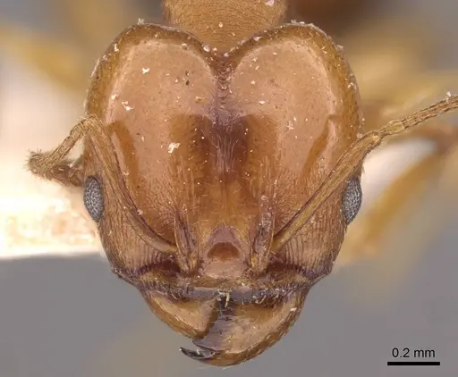 Pheidole triconstricta - CASENT0908124