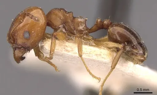 Pheidole triconstricta - CASENT0908124