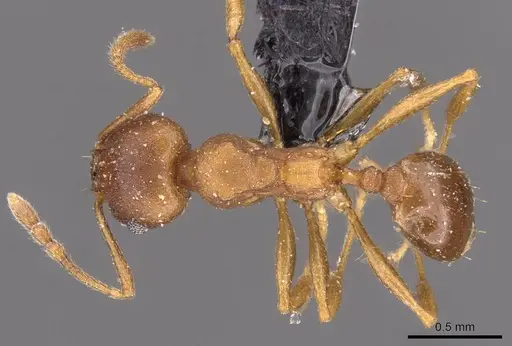 Pheidole triconstricta - CASENT0908125