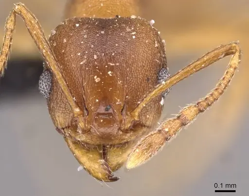 Pheidole triconstricta - CASENT0908125