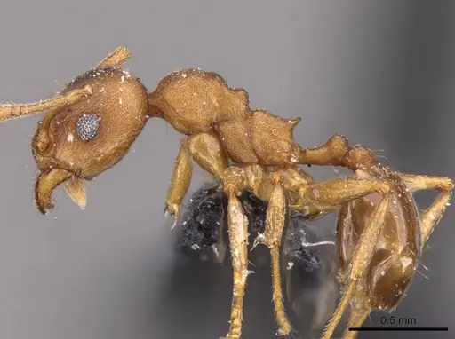 Pheidole triconstricta - CASENT0908125