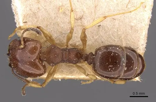 Pheidole triconstricta - CASENT0908126