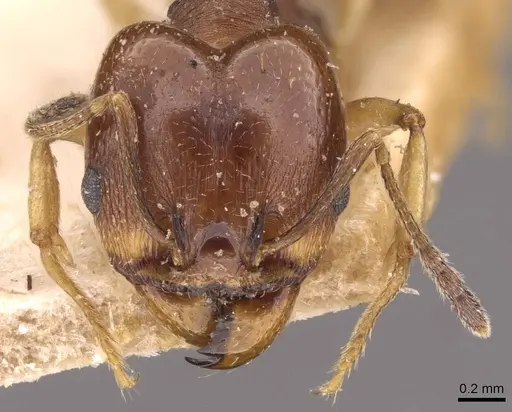 Pheidole triconstricta - CASENT0908126