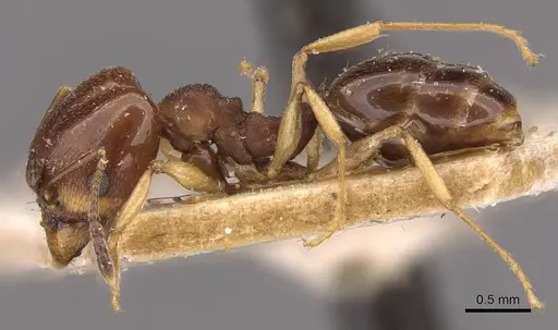 Pheidole triconstricta - CASENT0908126