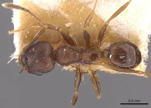 Pheidole triconstricta - CASENT0908127