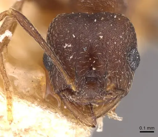 Pheidole triconstricta - CASENT0908127