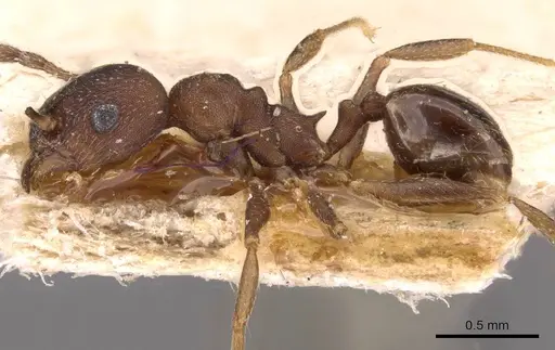 Pheidole triconstricta - CASENT0908127