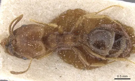 Pheidole triconstricta - CASENT0913463