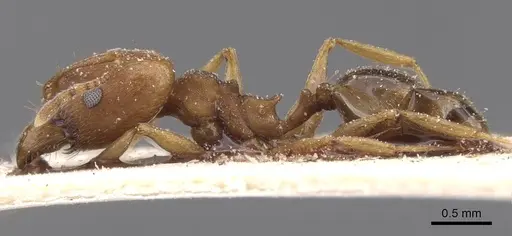 Pheidole triconstricta - CASENT0913463