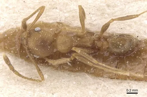 Pheidole triconstricta - CASENT0913464