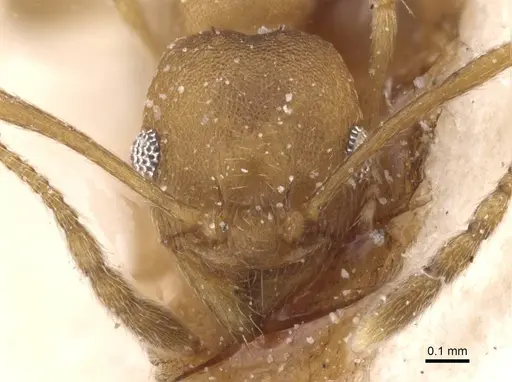 Pheidole triconstricta - CASENT0913464