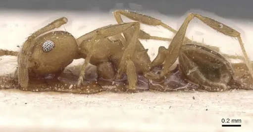 Pheidole triconstricta - CASENT0913464