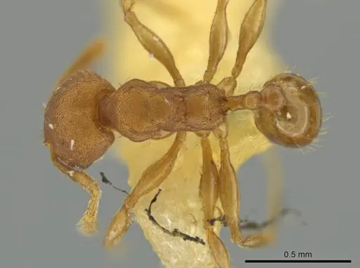 Pheidole trinitatis specimen