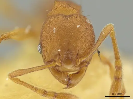 Pheidole trinitatis specimen