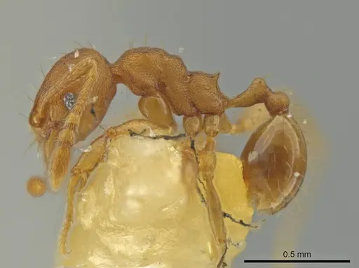 Pheidole trinitatis specimen