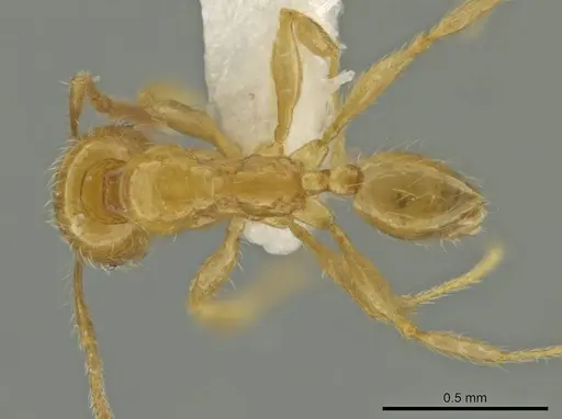 Pheidole triplex specimen