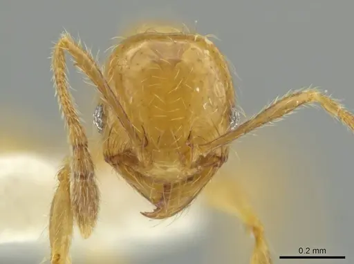 Pheidole triplex specimen
