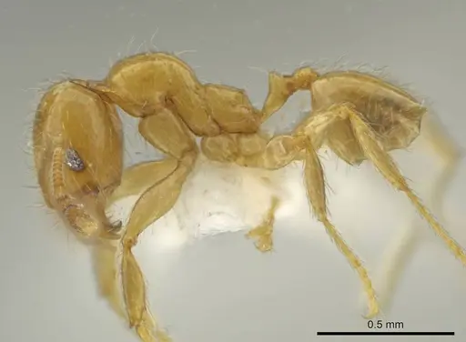 Pheidole triplex specimen