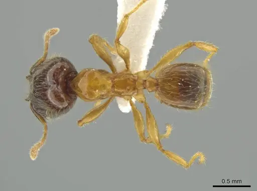 Pheidole triplex - JTLC000016561